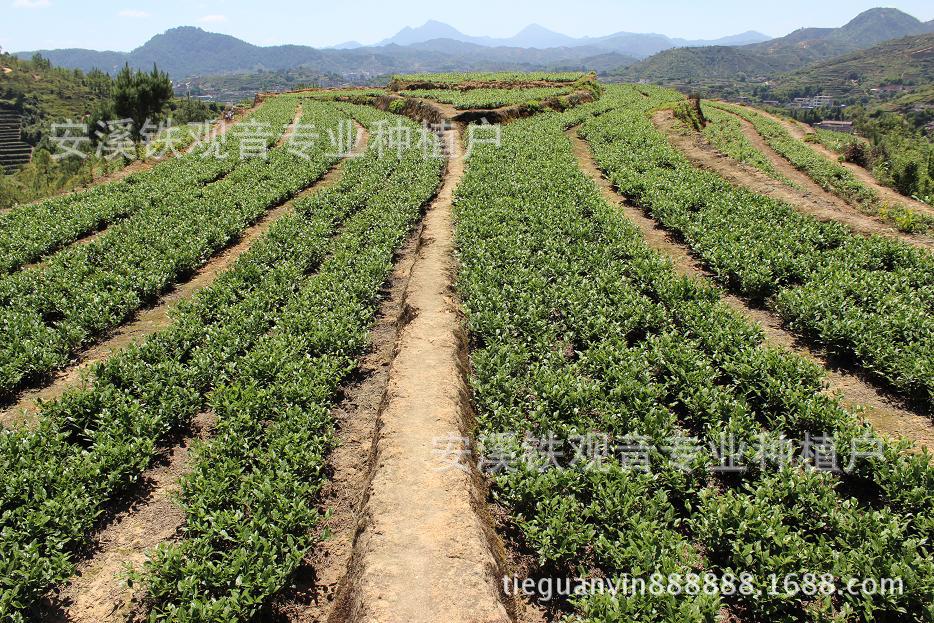 开源证券：首次覆盖晨光生物给予买入评级