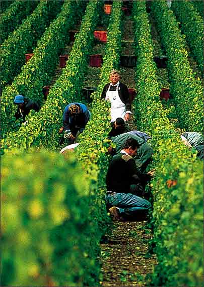 废秸秆摇身一变成时尚饰品