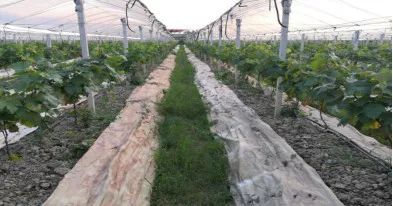 有这样一种精气神 在希望的大田上